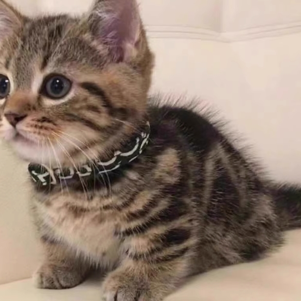 中华田园猫幼崽橘猫狸花猫黑色玄猫纯白猫咪三花猫