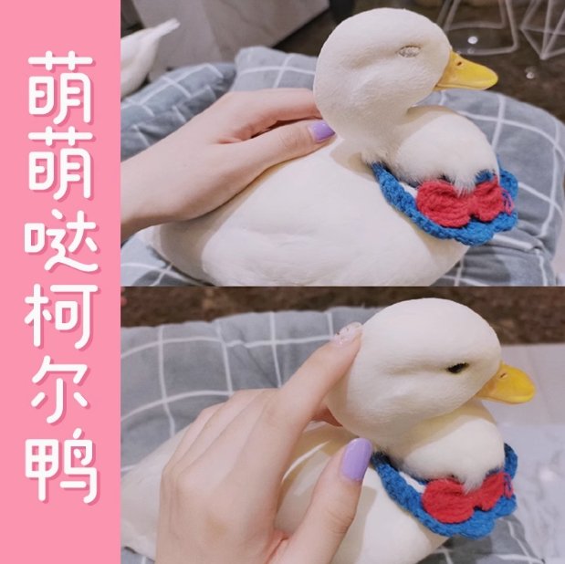 柯尔鸭活宠物网红鸭宠物鸭苗可达鸭苗活物科尔鸭幼崽小黄鸭子活的